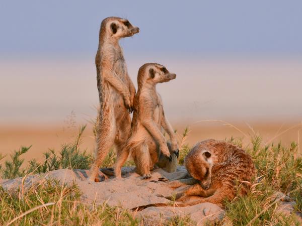 Zimbabwe and Botswana Wildlife Safari
