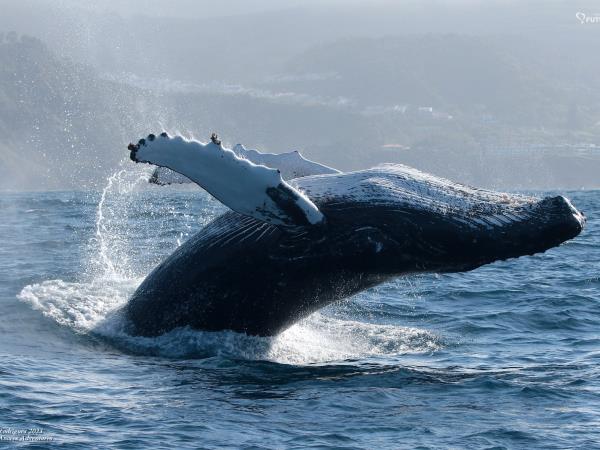 Blue Whale tour in the Azores