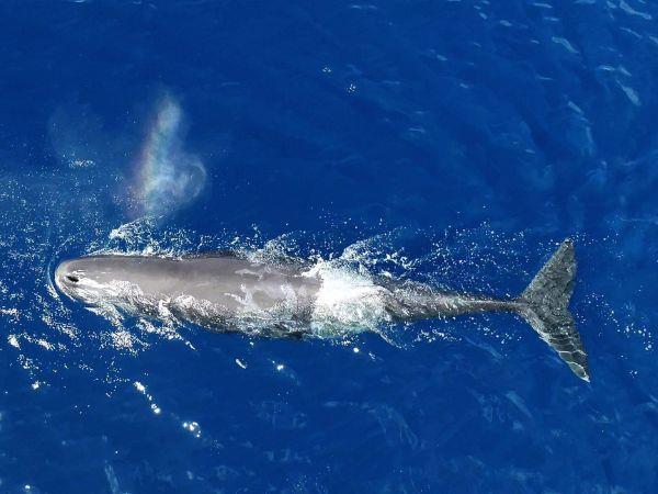 Blue Whale tour in the Azores