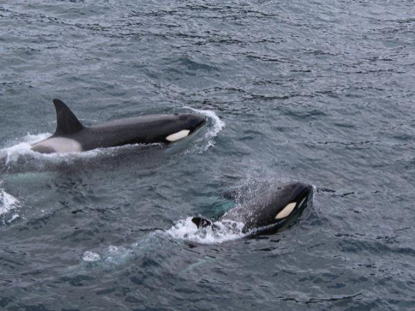 Blue Whale tour in the Azores