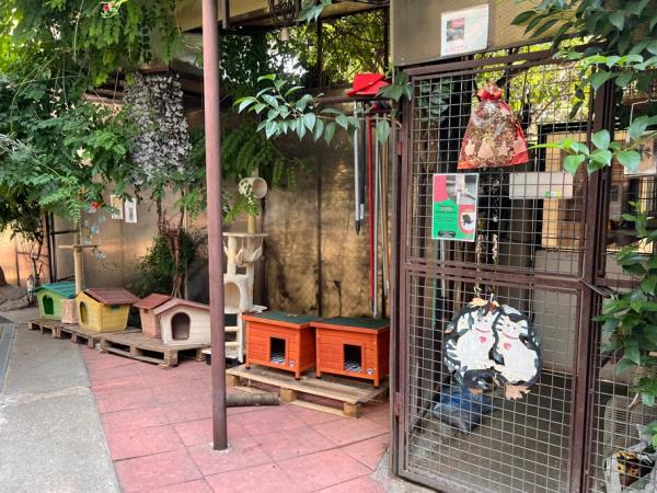 Animal welfare and cat rescue in Italy