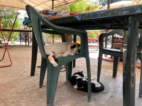Animal welfare and cat rescue in Italy