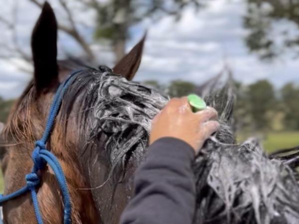 Volunteering holiday with horses in Croatia