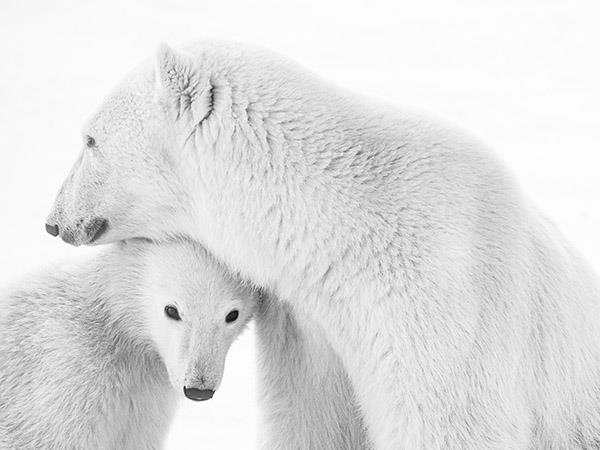 Churchill polar bear watching tour