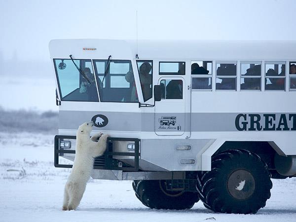 Churchill polar bear watching tour