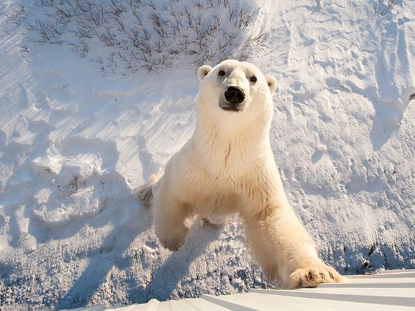 Churchill polar bear watching tour