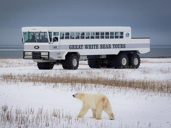 Churchill polar bear watching tour