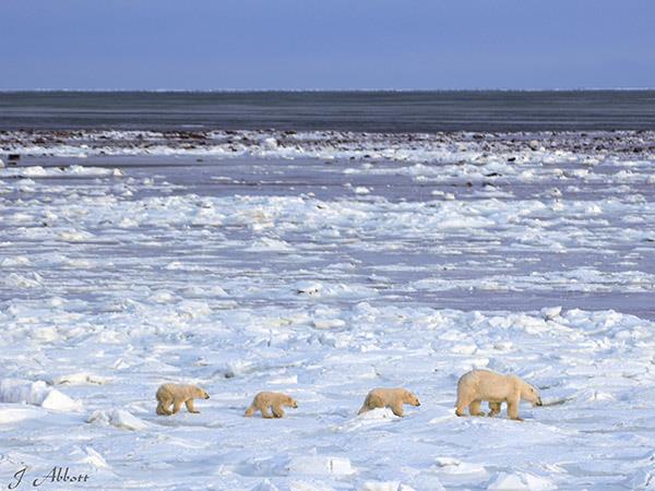 Churchill polar bear watching tour