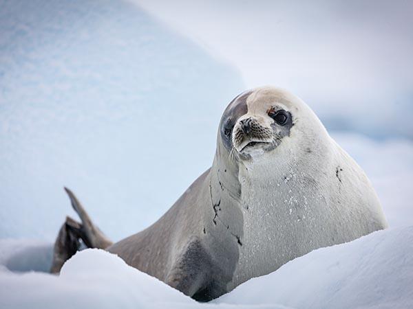 Classic Antarctica cruise & South Shetland Islands