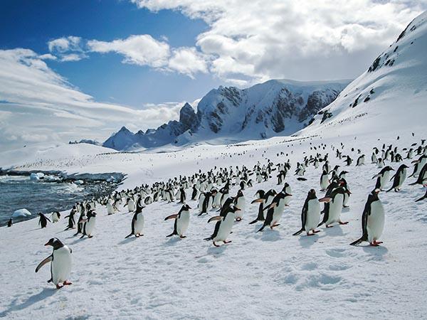 Classic Antarctica cruise & South Shetland Islands