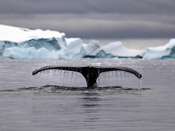 Classic Antarctica cruise & South Shetland Islands