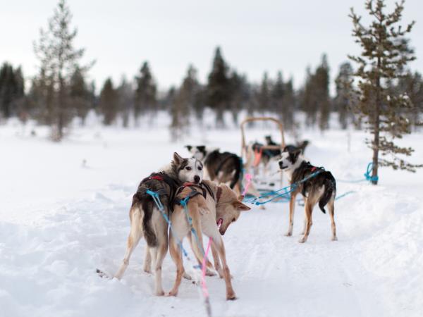 Lapland Northern Lights adventure