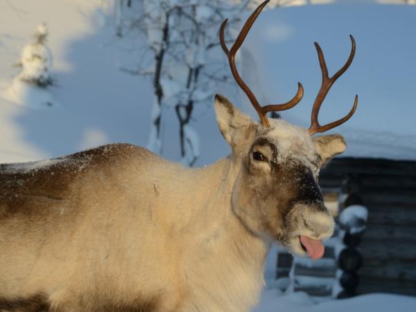 Lapland Northern Lights adventure