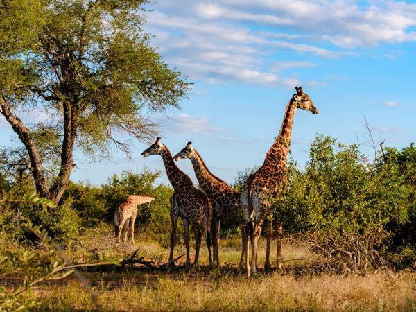 South Africa explorer and Mozambique beach holiday
