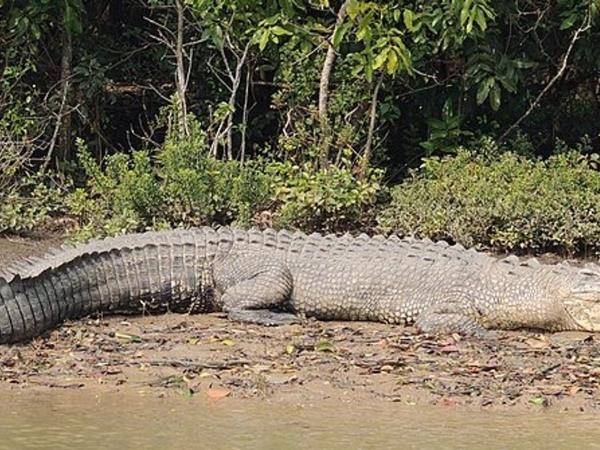 Hooghly and Sundarbans river cruise in India