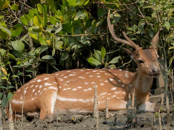 Hooghly and Sundarbans river cruise in India