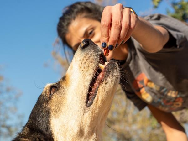 Street animal volunteering vacation in Greece