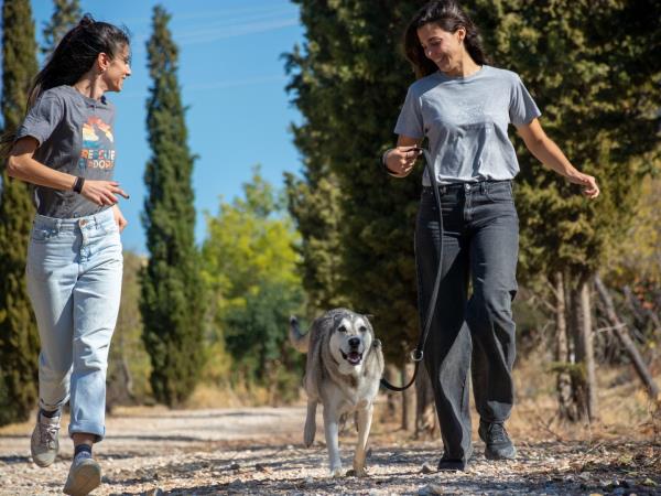 Street animal volunteering vacation in Greece