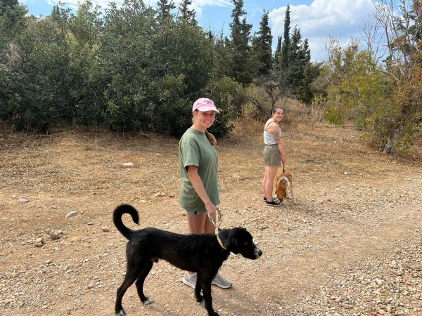 Street animal volunteering vacation in Greece