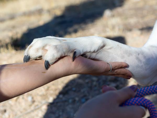 Street animal volunteering vacation in Greece