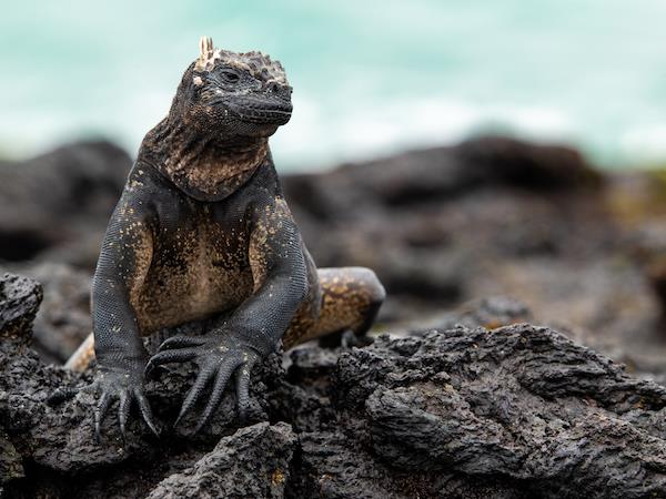 Galapagos active adventure tour, land based