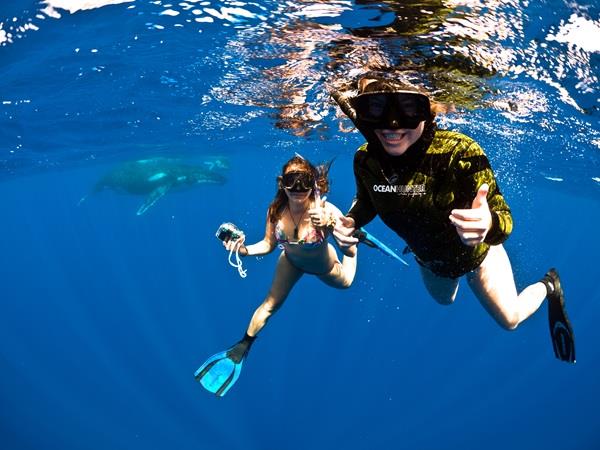 Swim with whales in the South Pacific