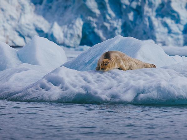 11 Day Introduction to Spitsbergen vacation