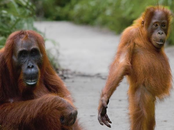 Borneo off the beaten track vacation
