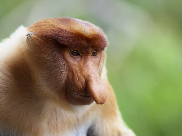 Borneo off the beaten track vacation