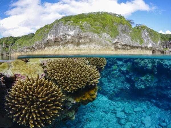 Swim with whales in the South Pacific