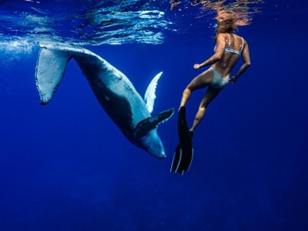 Swim with whales in the South Pacific