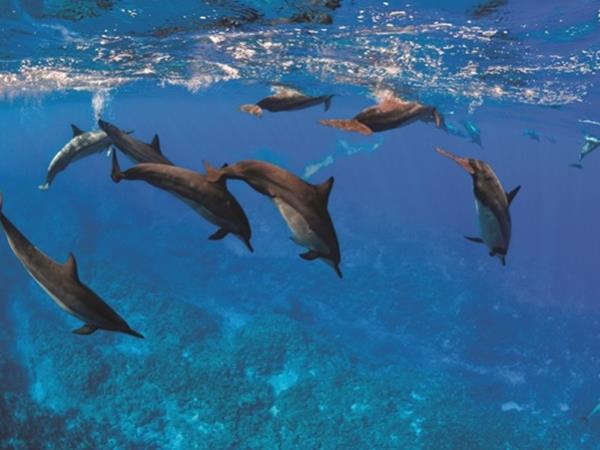 Swim with whales in the South Pacific