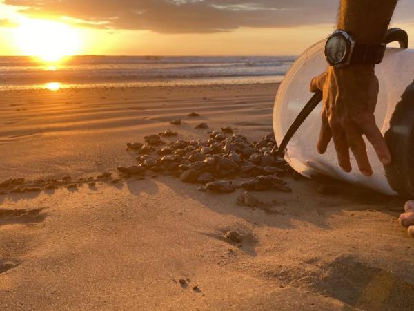 Volunteer with sea turtles in Costa Rica
