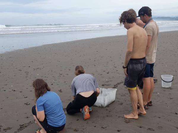 Volunteer with sea turtles in Costa Rica