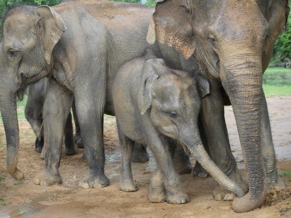 Beach vacation & tour in Sri Lanka