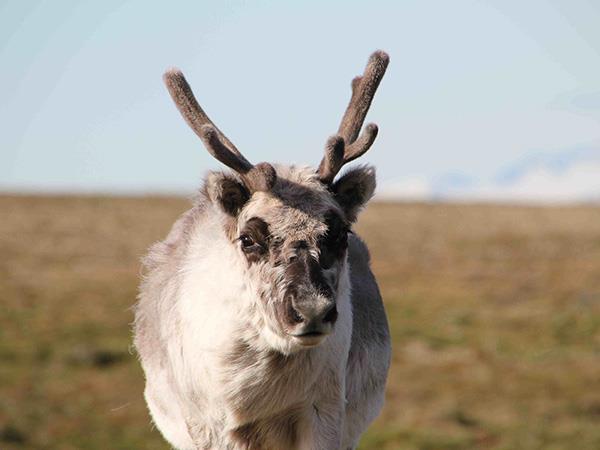 Highlights of Spitsbergen vacation