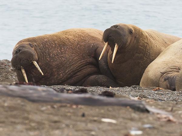 Highlights of Spitsbergen vacation
