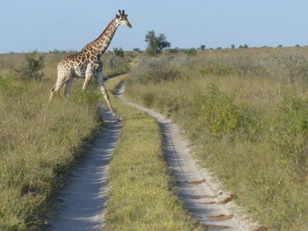 Botswana community safari vacation with local guides