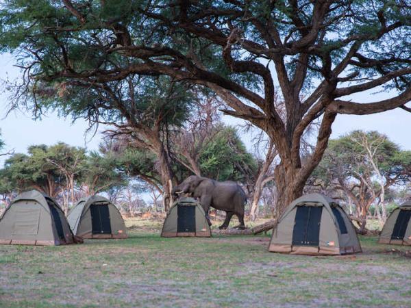 Botswana community safari vacation with local guides