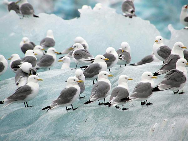 Spitsbergen in depth cruise