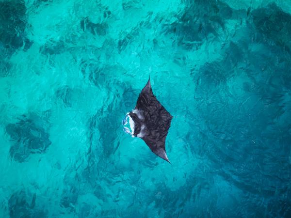 Maldives Manta ray snorkelling and Island hopping tour