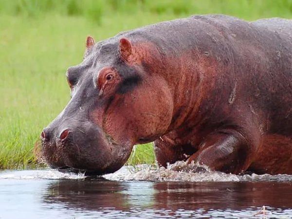 Botswana safari adventure for families