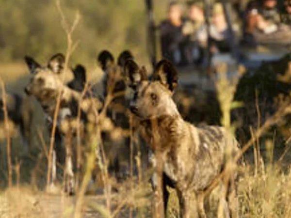Botswana safari adventure for families