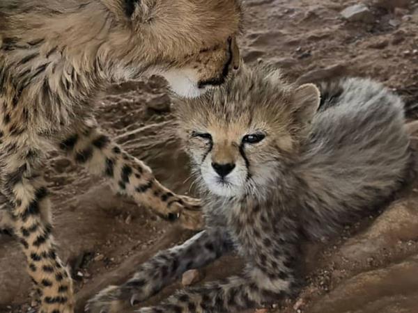 Somaliland highlights tour