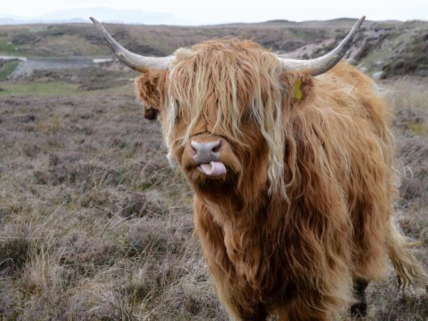 Scotland luxury vacation