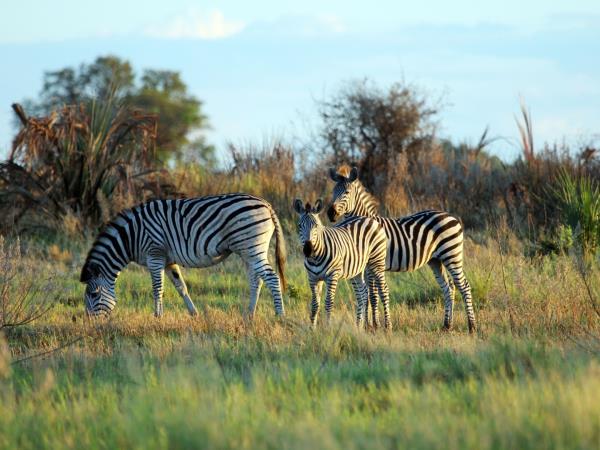 Botswana bush and beach honeymoon