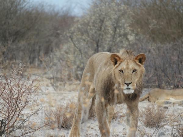 Okavango Delta safari vacation