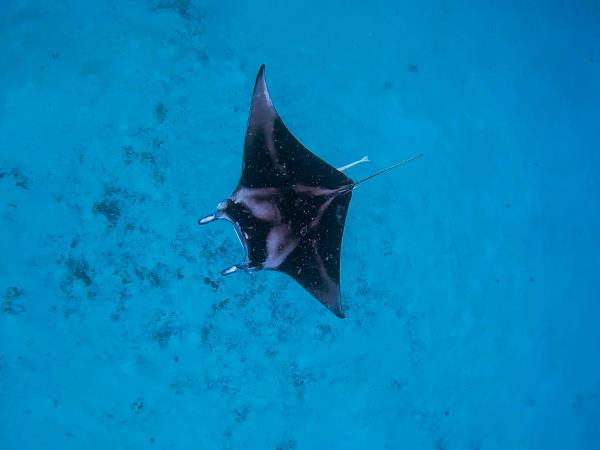 Off the beaten track Maldives island hopping vacation