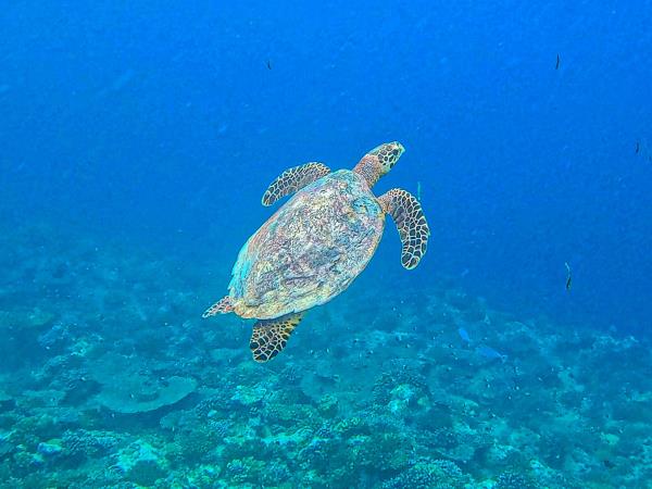 Off the beaten track Maldives island hopping vacation