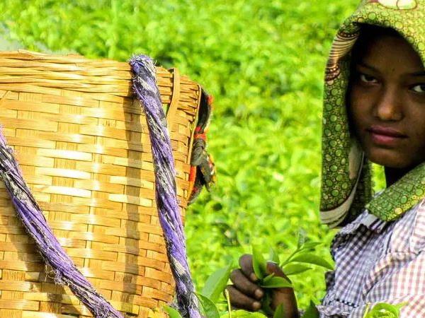 North East India tailor made vacation